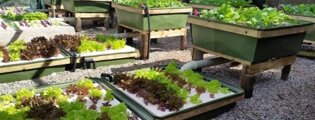 aquaponics